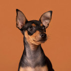 Productos para perros